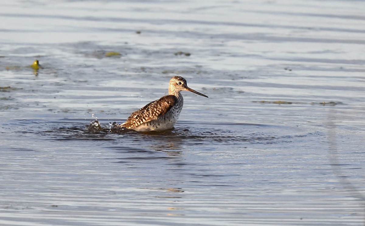 Greater Yellowlegs - ML337757021