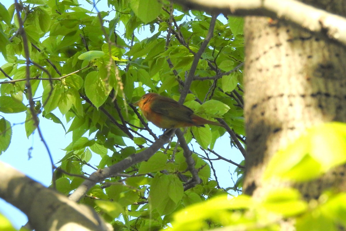 Summer Tanager - ML337758611