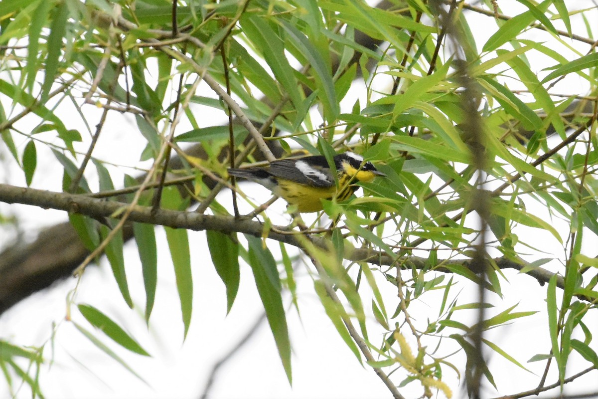 Magnolia Warbler - ML337760461