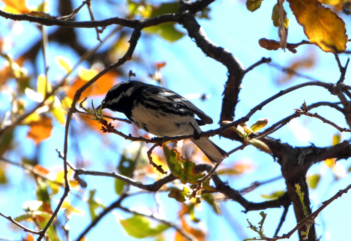 Black-throated Gray Warbler - Brian Nicholas