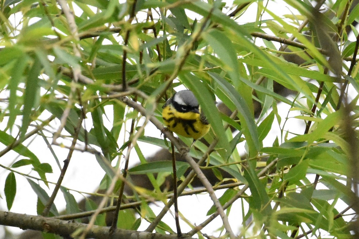 Magnolia Warbler - ML337760501