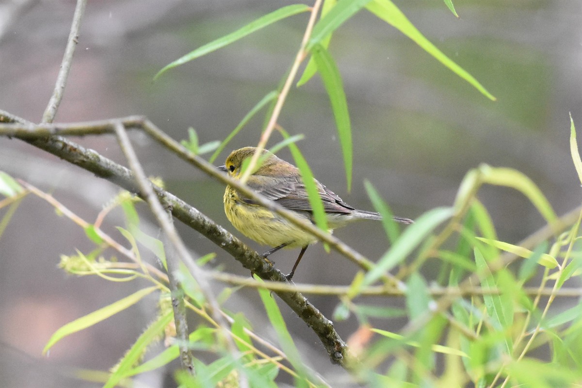 Cape May Warbler - ML337760541