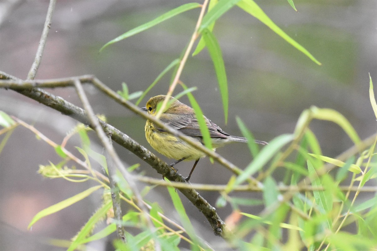 Cape May Warbler - ML337760541