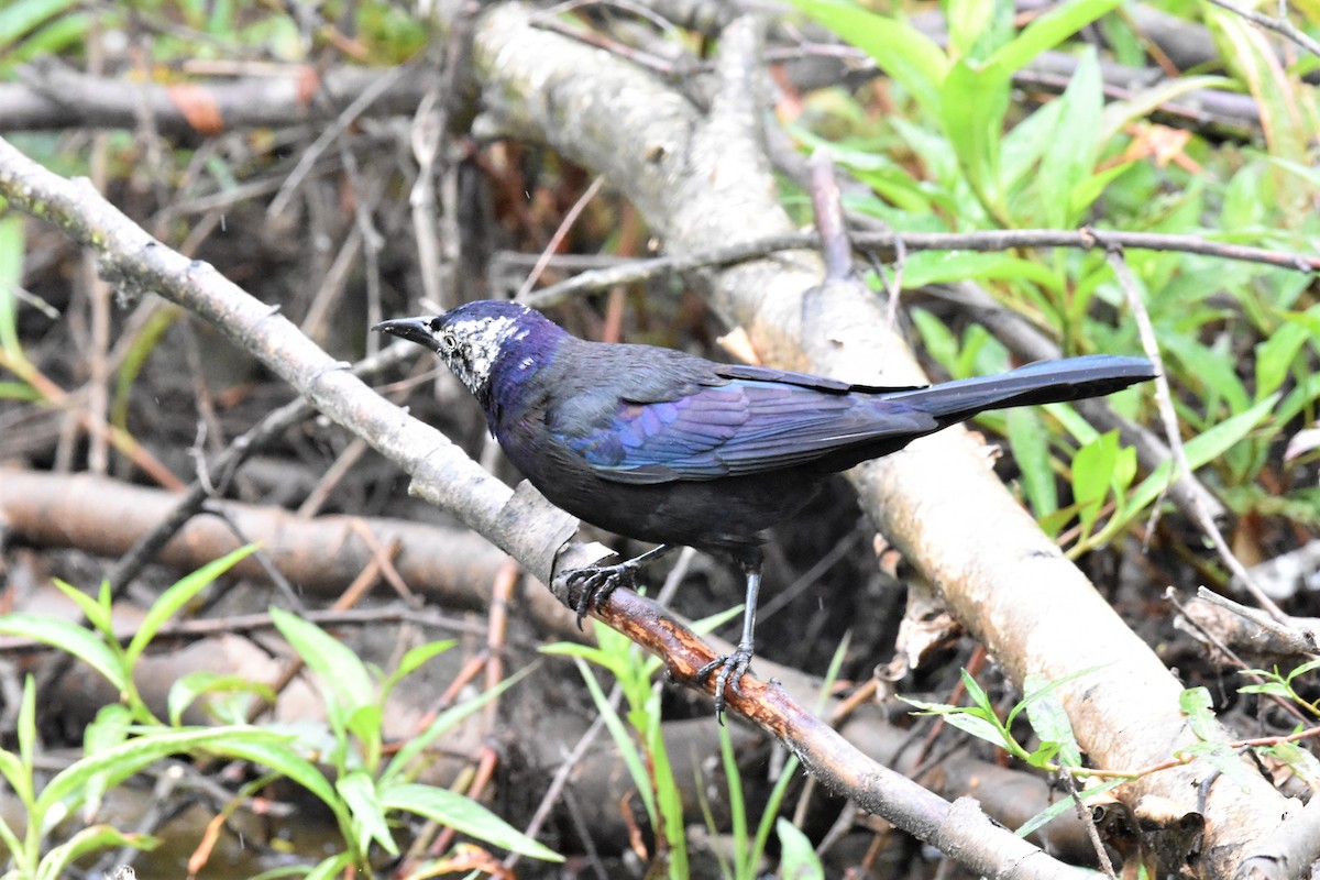 Common Grackle - ML337760721