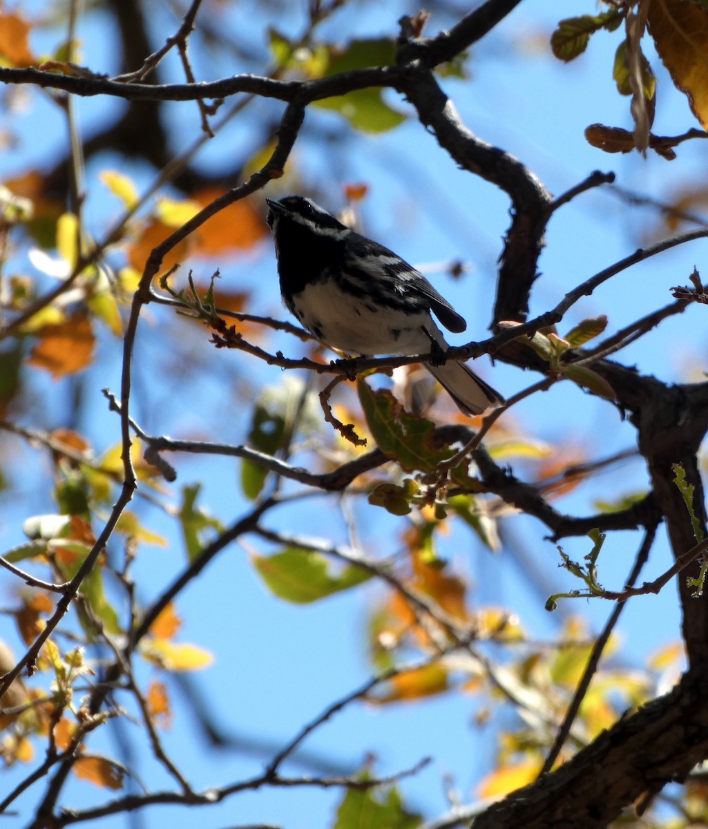 Black-throated Gray Warbler - ML337761101