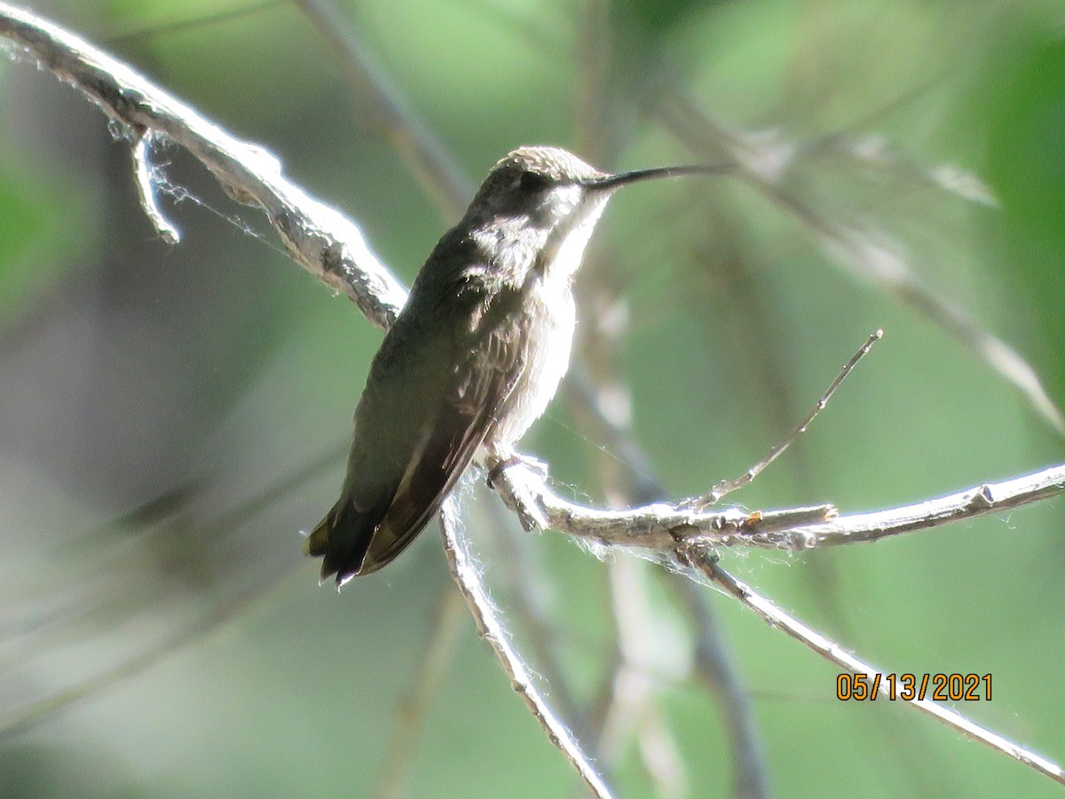 Trochilidae sp. - ML337761381