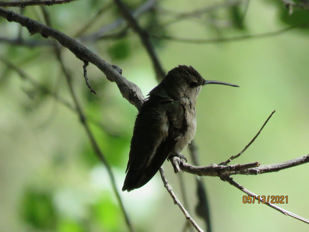 Trochilidae sp. - ML337761391