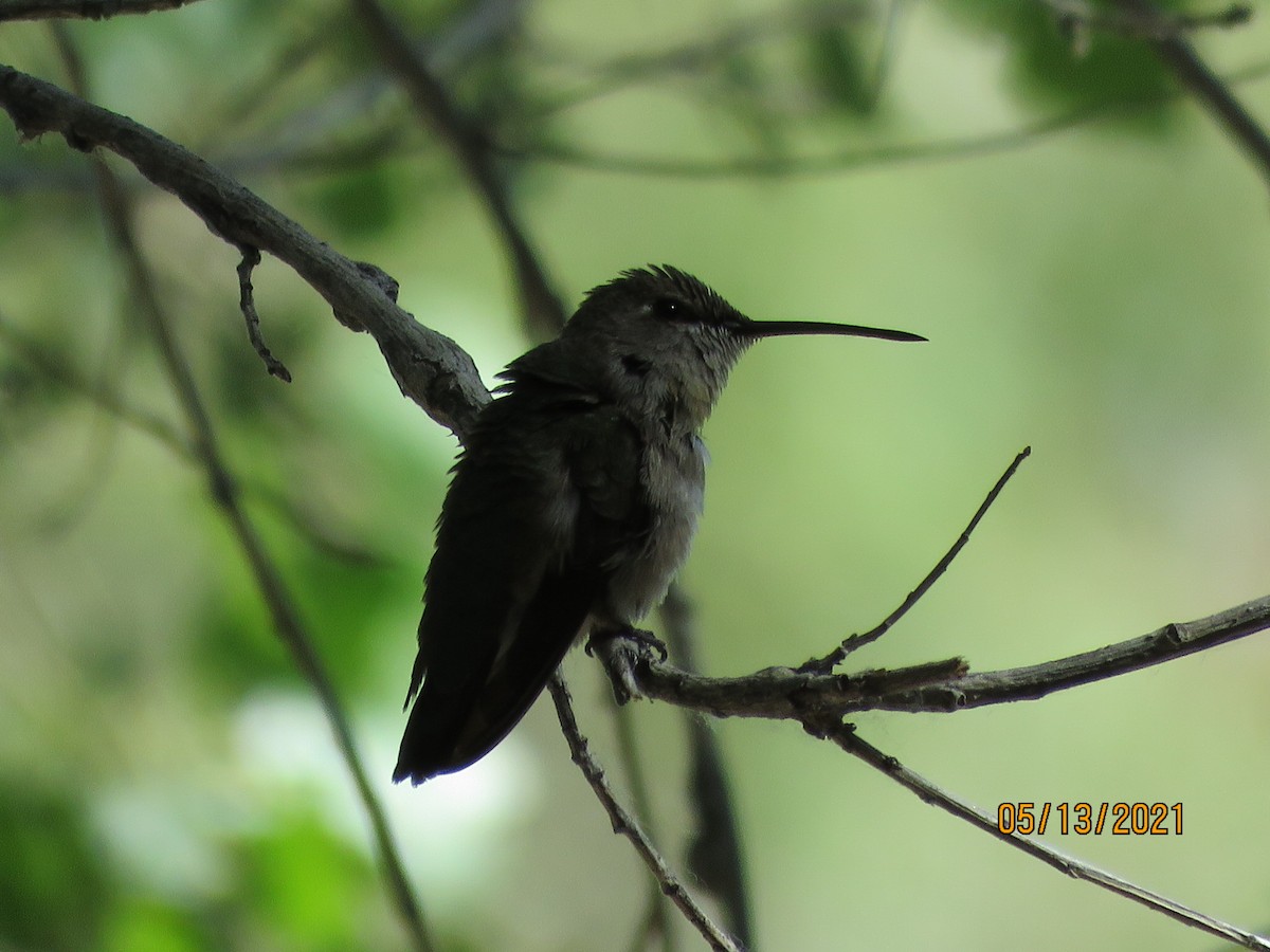 hummingbird sp. - ML337761401