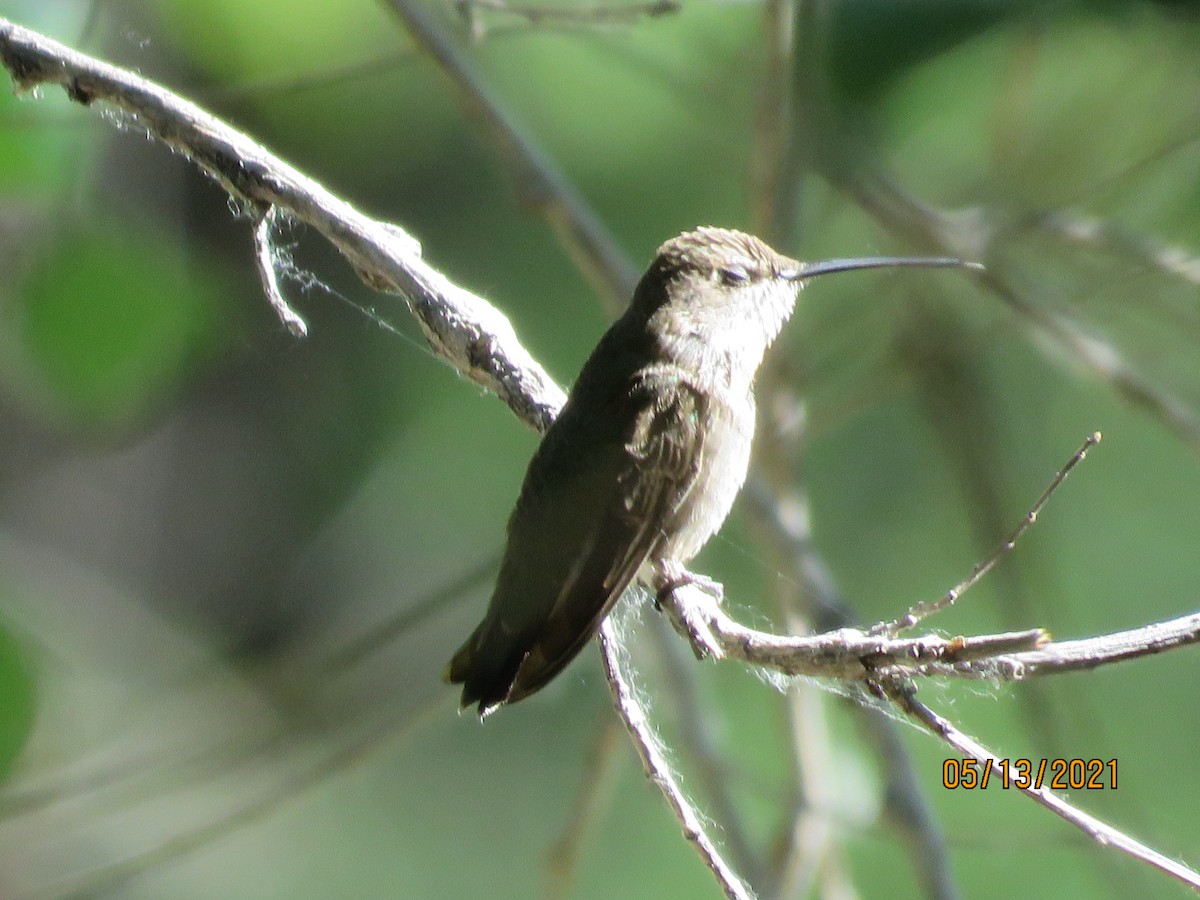 Trochilidae sp. - ML337761411