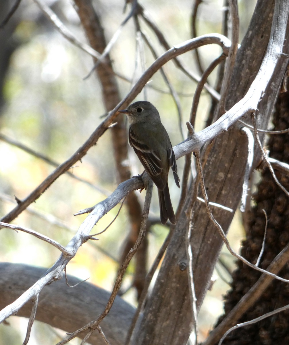 Dusky Flycatcher - ML337761421