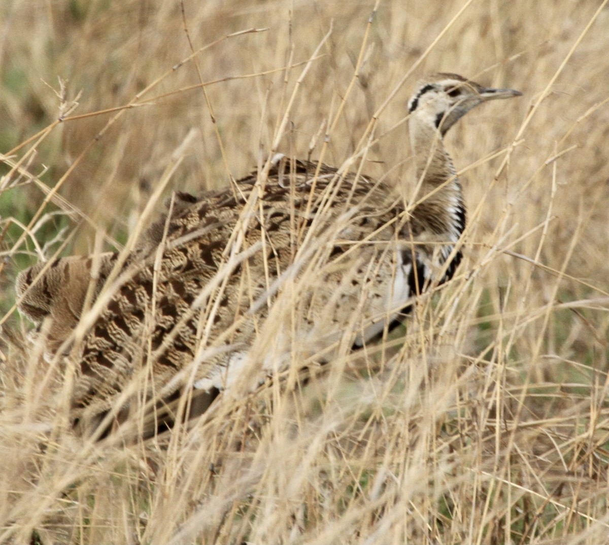 Hartlaub's Bustard - ML337764671