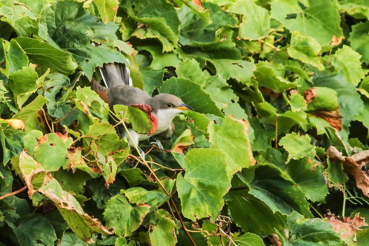 Cuclillo Piquigualdo - ML337765161