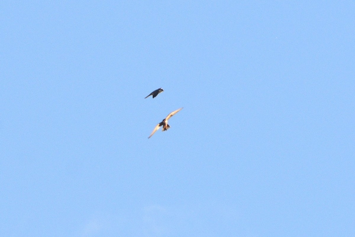 Eurasian Hobby - ML337765831