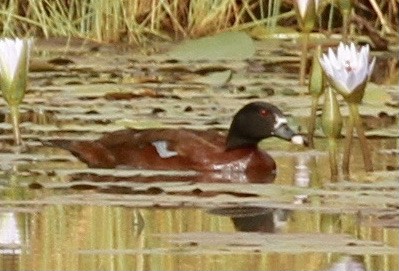 Hartlaub's Duck - ML337765991