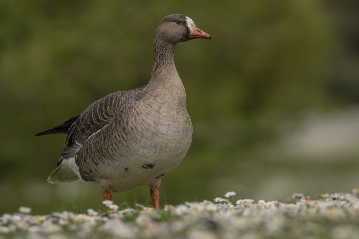 Greater White-fronted Goose - ML337767491