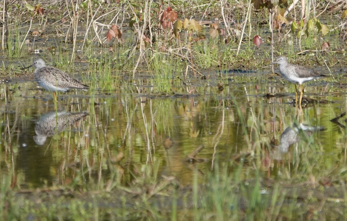 Greater Yellowlegs - ML337768741