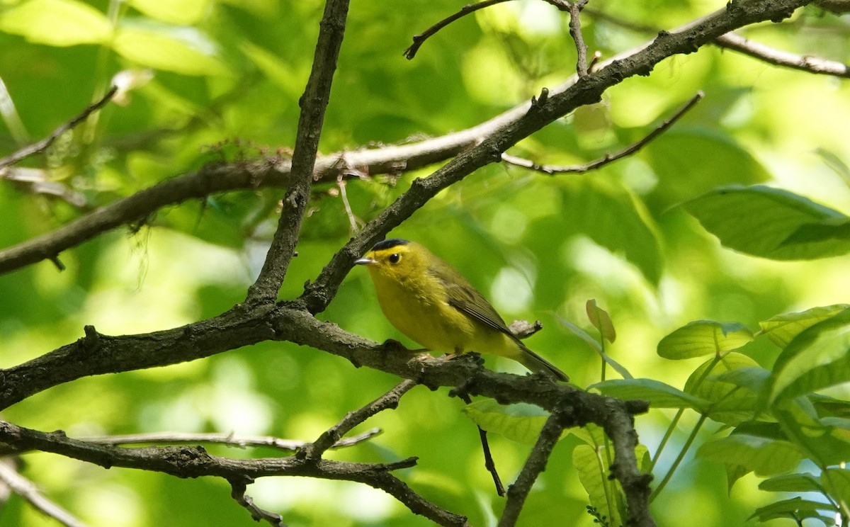 Wilson's Warbler - ML337770371