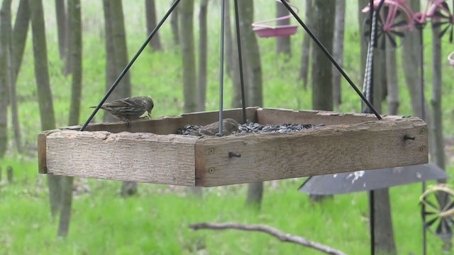 Pine Siskin - ML337771151