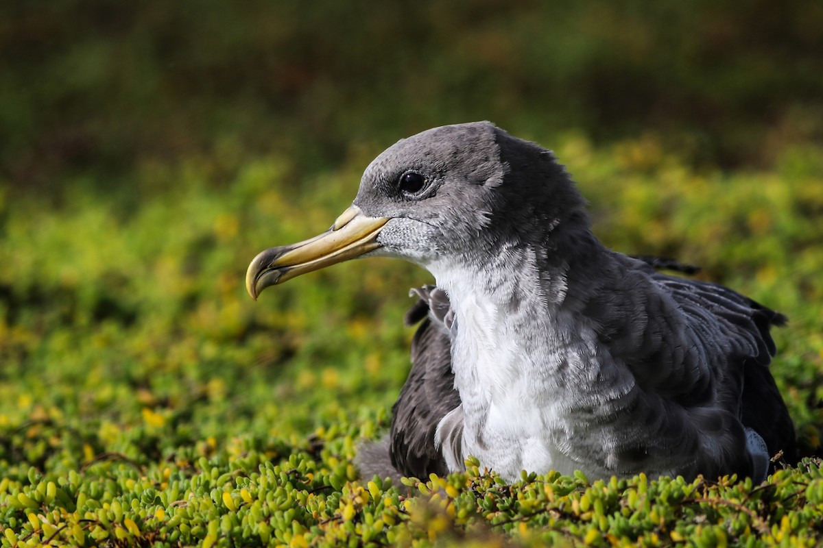 Cory's Shearwater - Maciej Kowalski