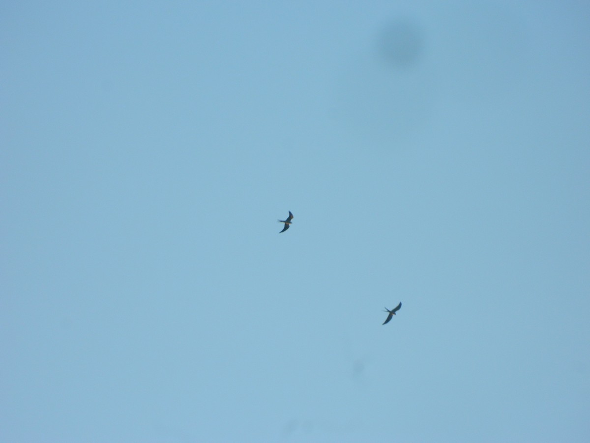 Swallow-tailed Kite - ML337772311