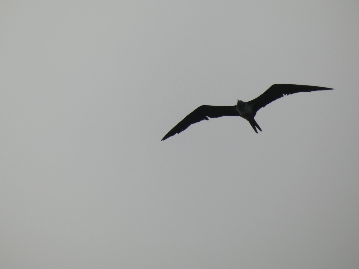 Lesser Frigatebird - ML337773441