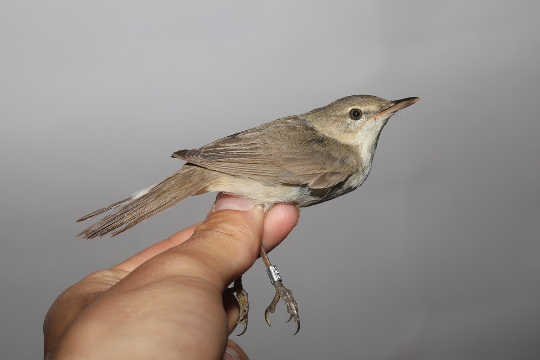 Blyth's Reed Warbler - ML337773831