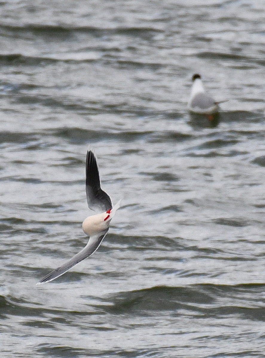 Mouette pygmée - ML337773881