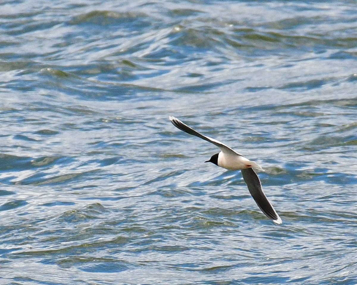 Mouette pygmée - ML337774011