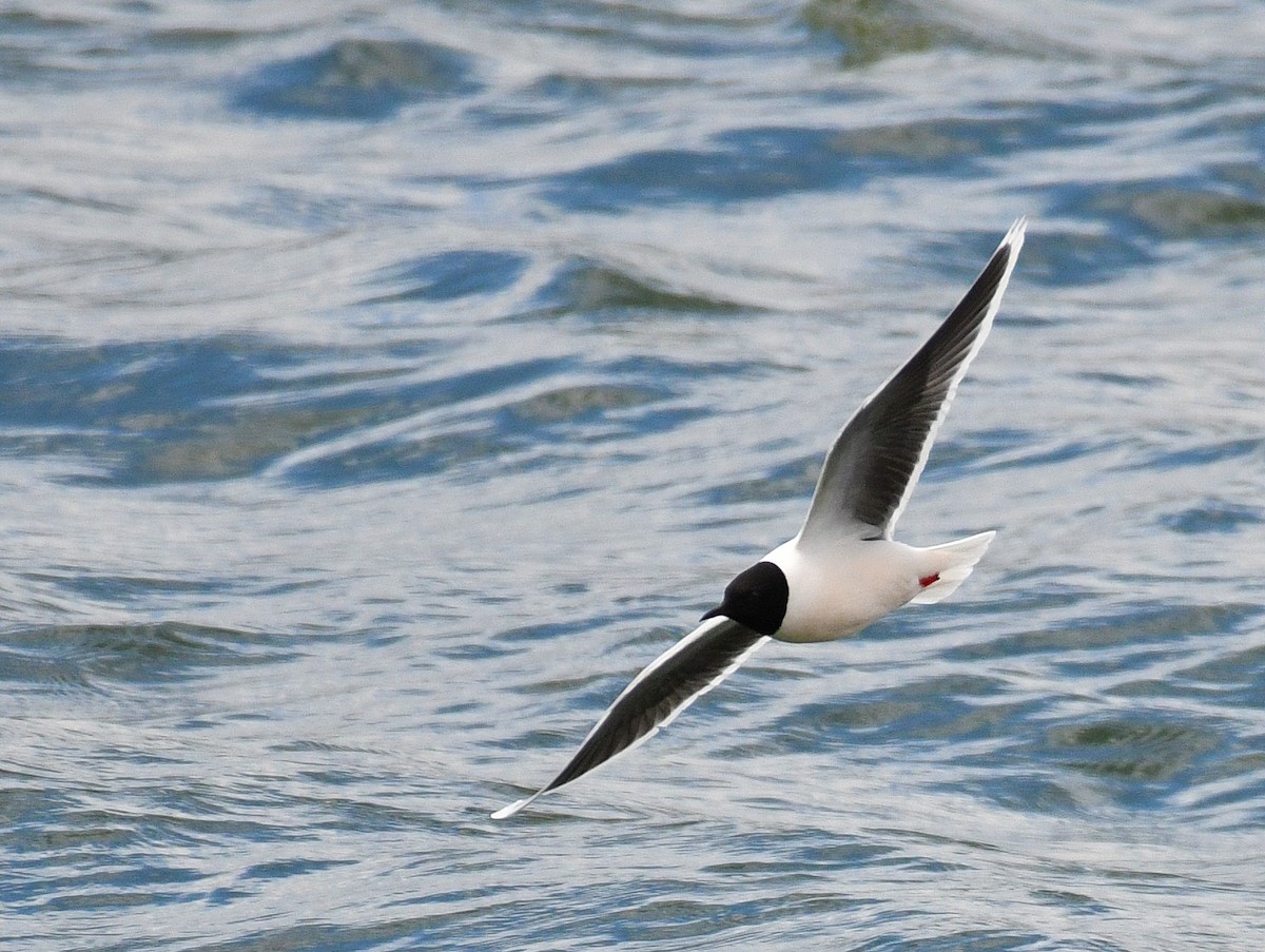 Little Gull - ML337774071