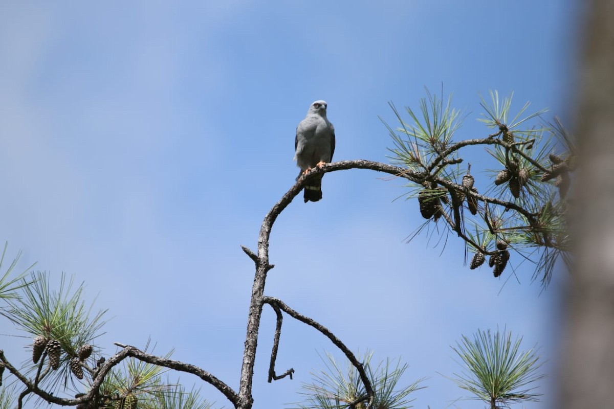 Plumbeous Kite - ML337775411