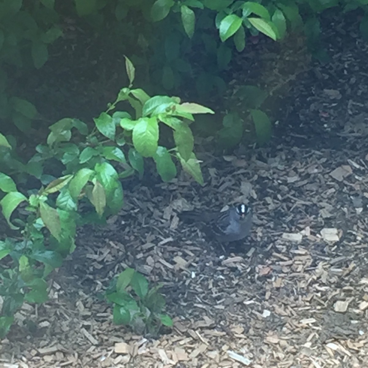 White-crowned Sparrow - ML337775581