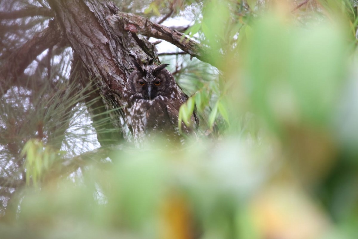 Stygian Owl - ML337775931