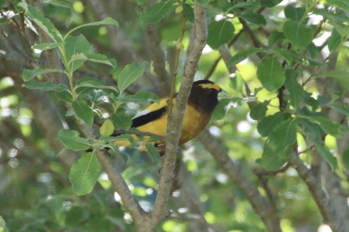 Evening Grosbeak - ML337776541