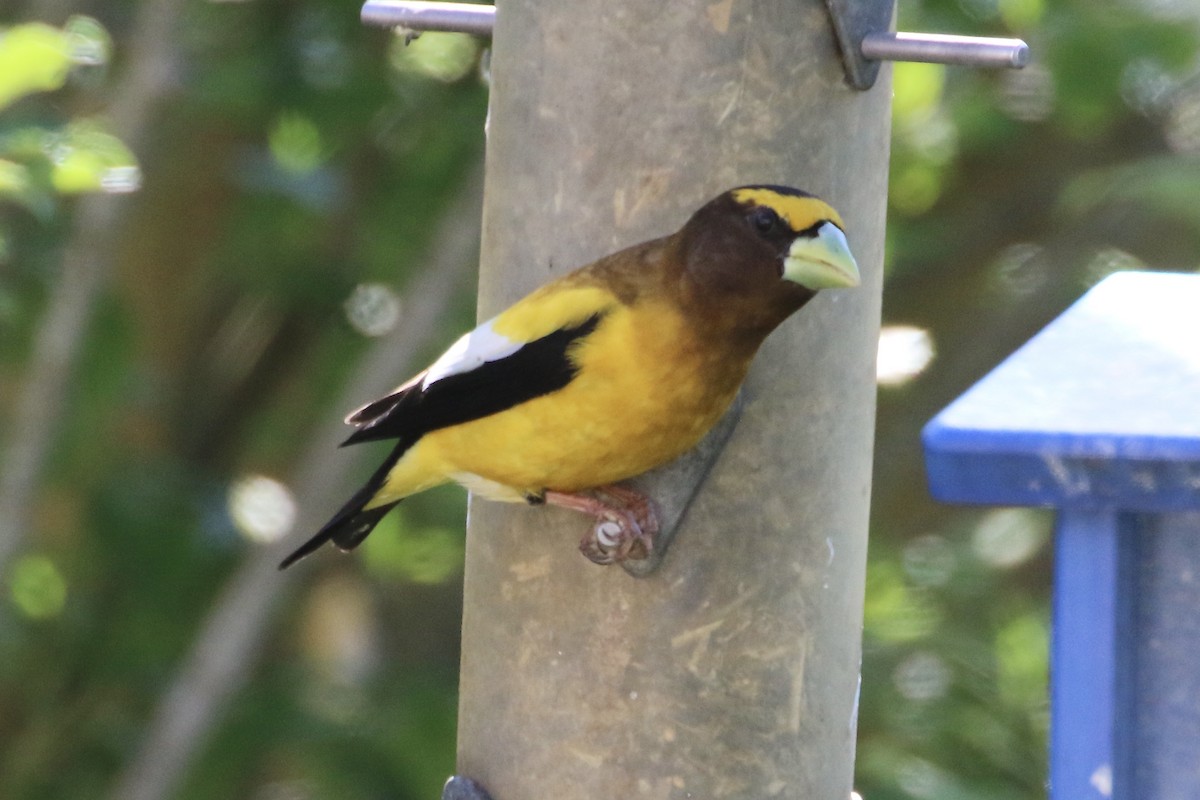 Evening Grosbeak - ML337776561