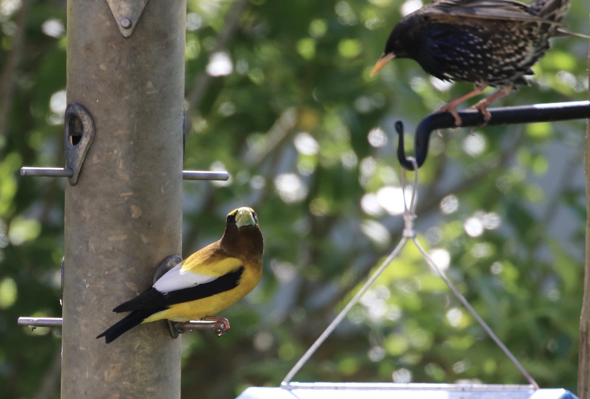 Evening Grosbeak - ML337776591