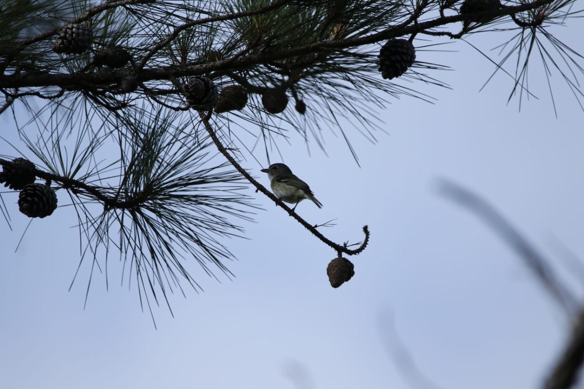Plumbeous Vireo - ML337776691