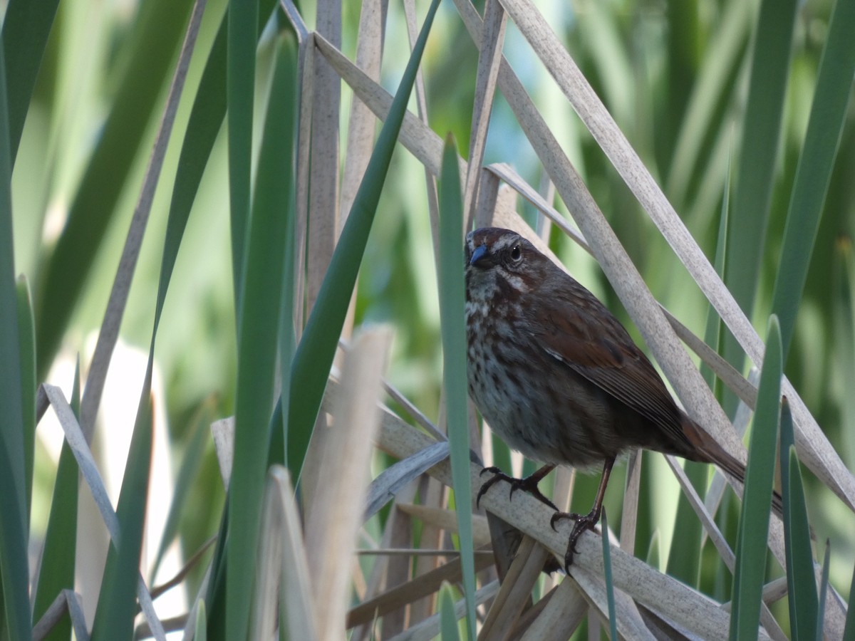 Song Sparrow - ML337776731