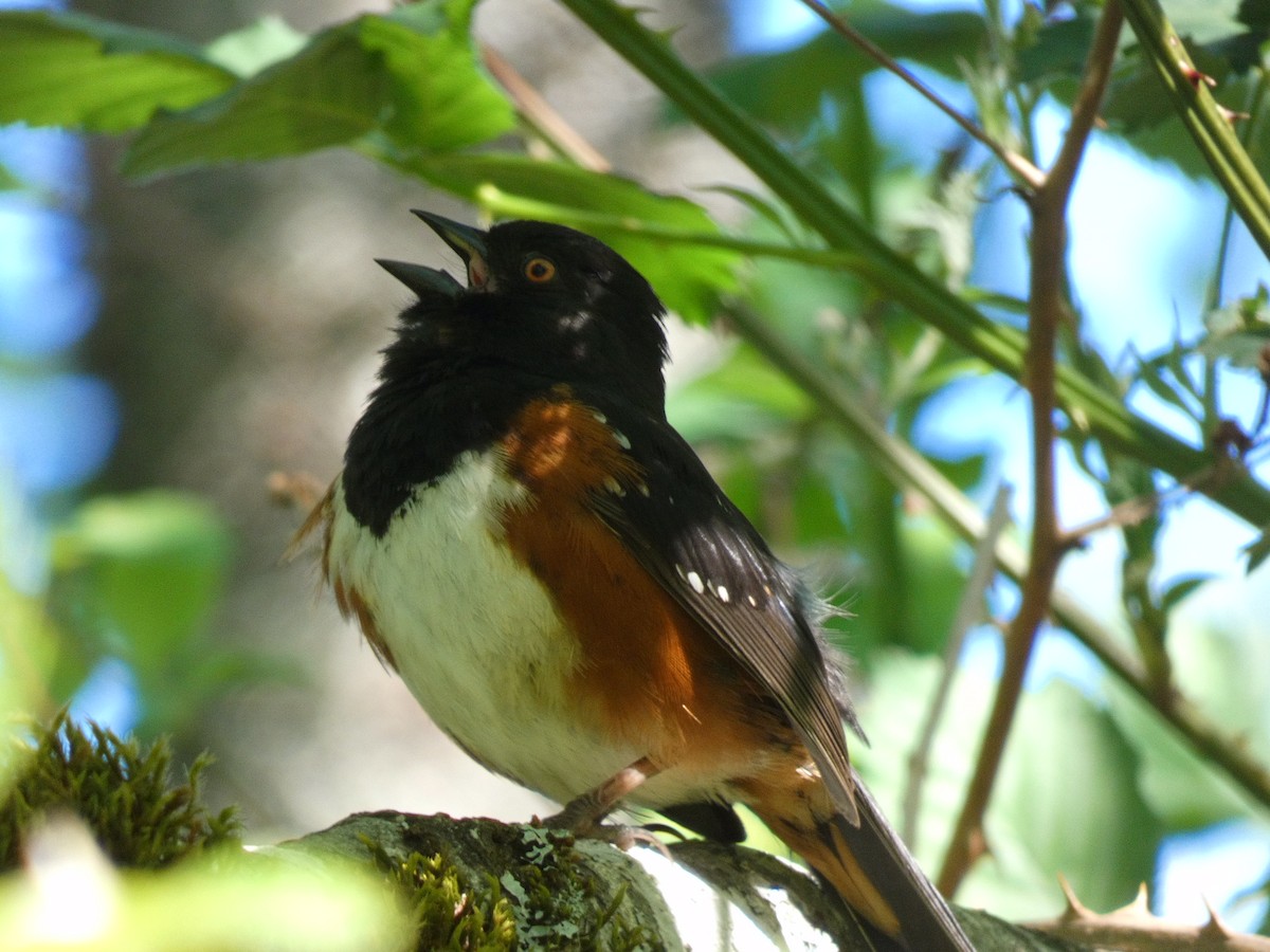 Spotted Towhee - ML337776801