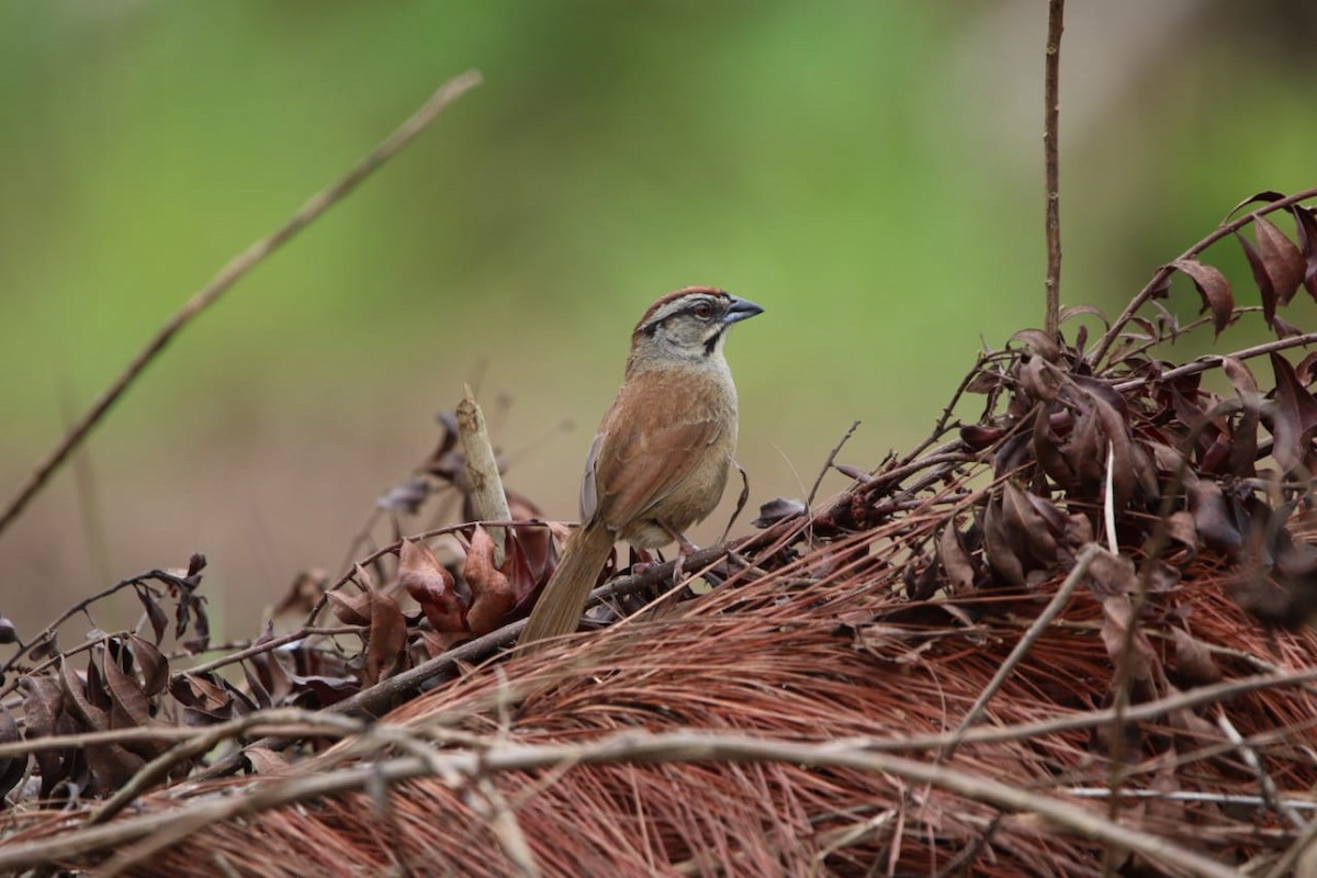 Rusty Sparrow - ML337776851
