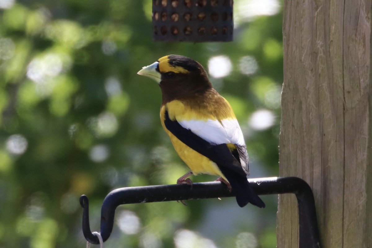 Evening Grosbeak - ML337776891