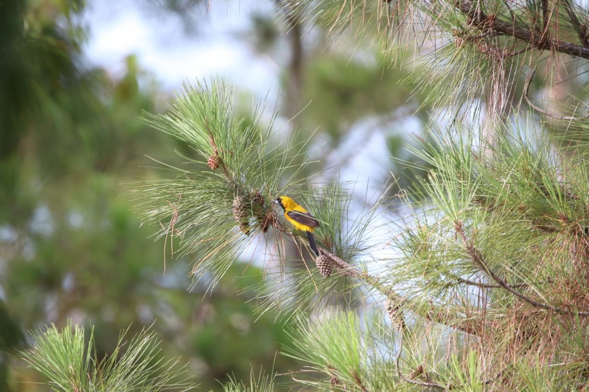 Yellow-backed Oriole - ML337776941