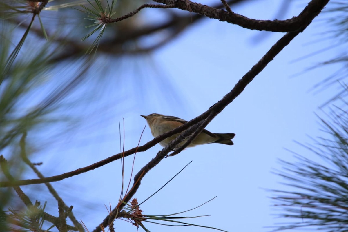 lesňáček kaštanový - ML337777181