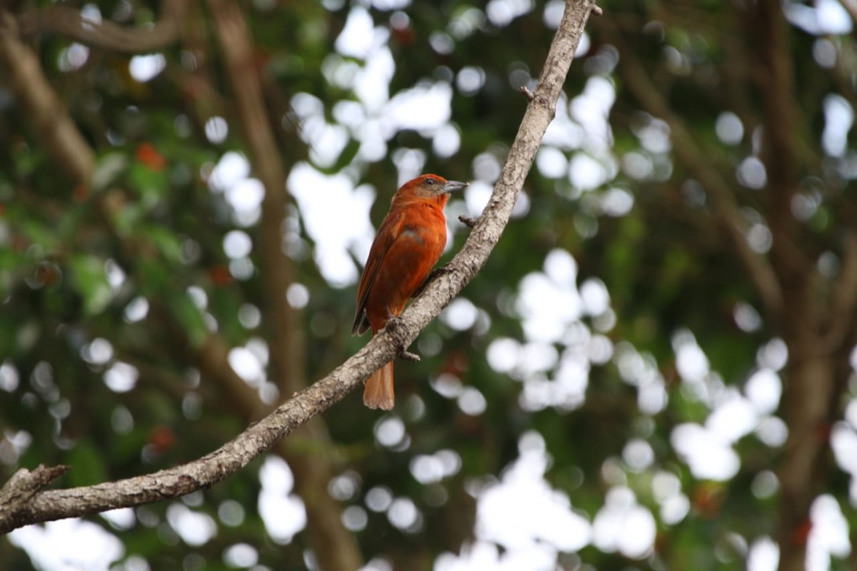 Hepatic Tanager - ML337777611