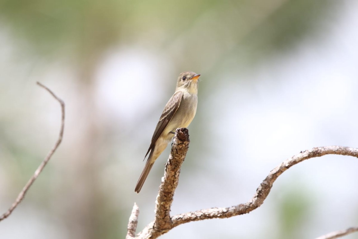 Northern Tropical Pewee - ML337778101