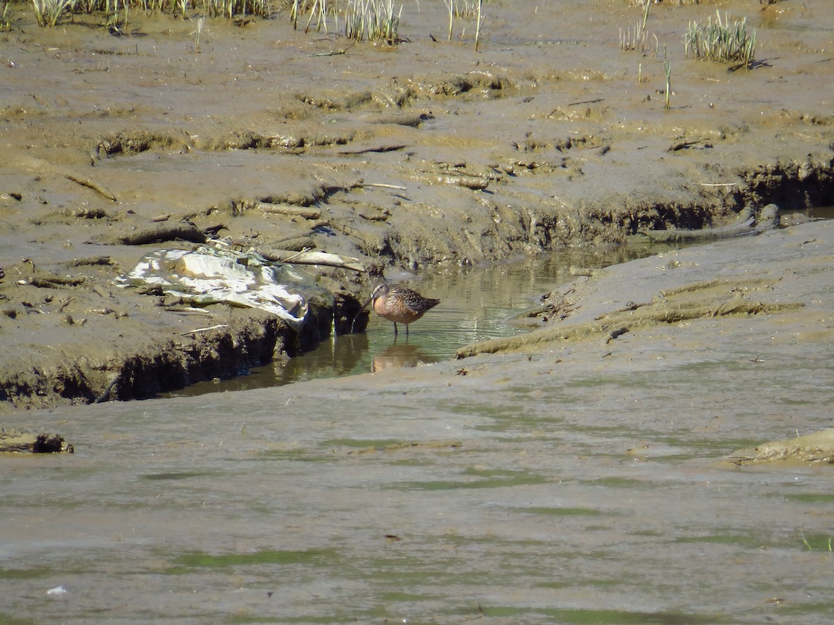 Long-billed Dowitcher - Chris Dale