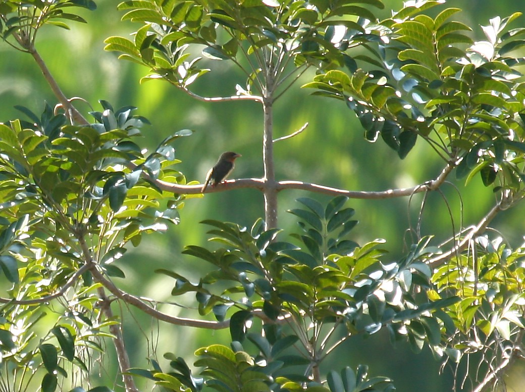 Brown Barbet - ML33777831