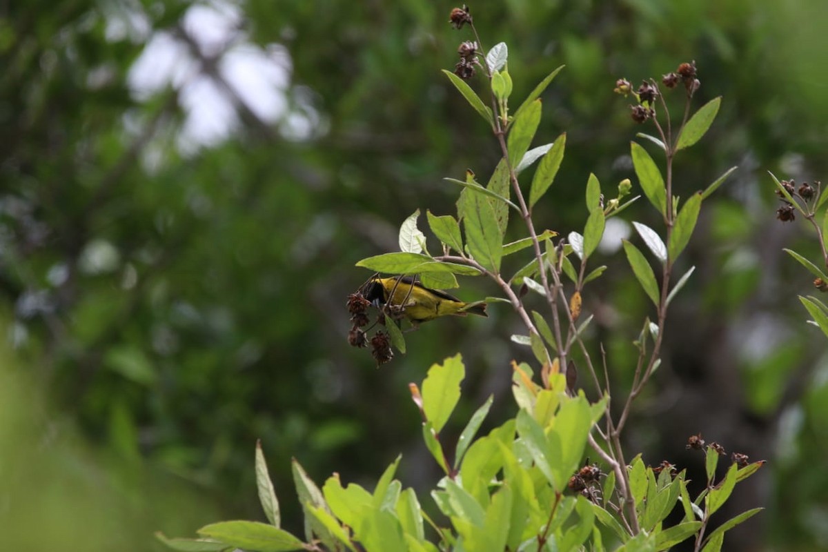 čížek černohlavý - ML337778371