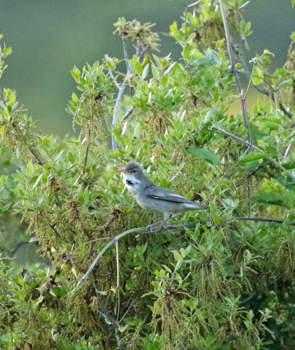 eBird Checklist - 13 May 2021 - Όρος Ίσμαρος (Mt Ismaros) - 28 species
