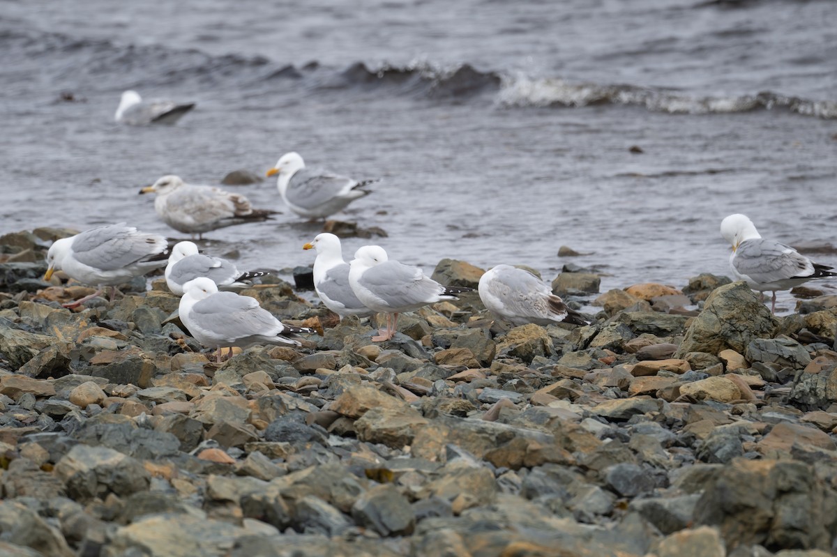 Herring Gull - ML337779451