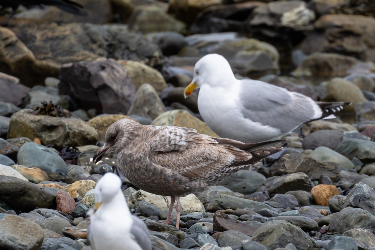 Gaviota Argéntea - ML337779841